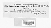 Hydnangium carneum image